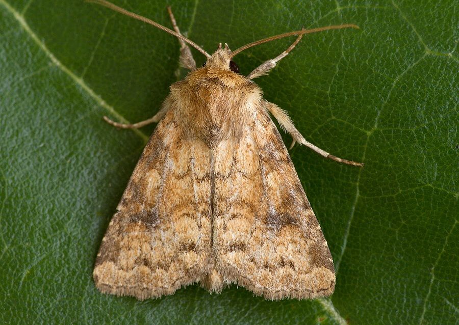 Atypha pulmonaris