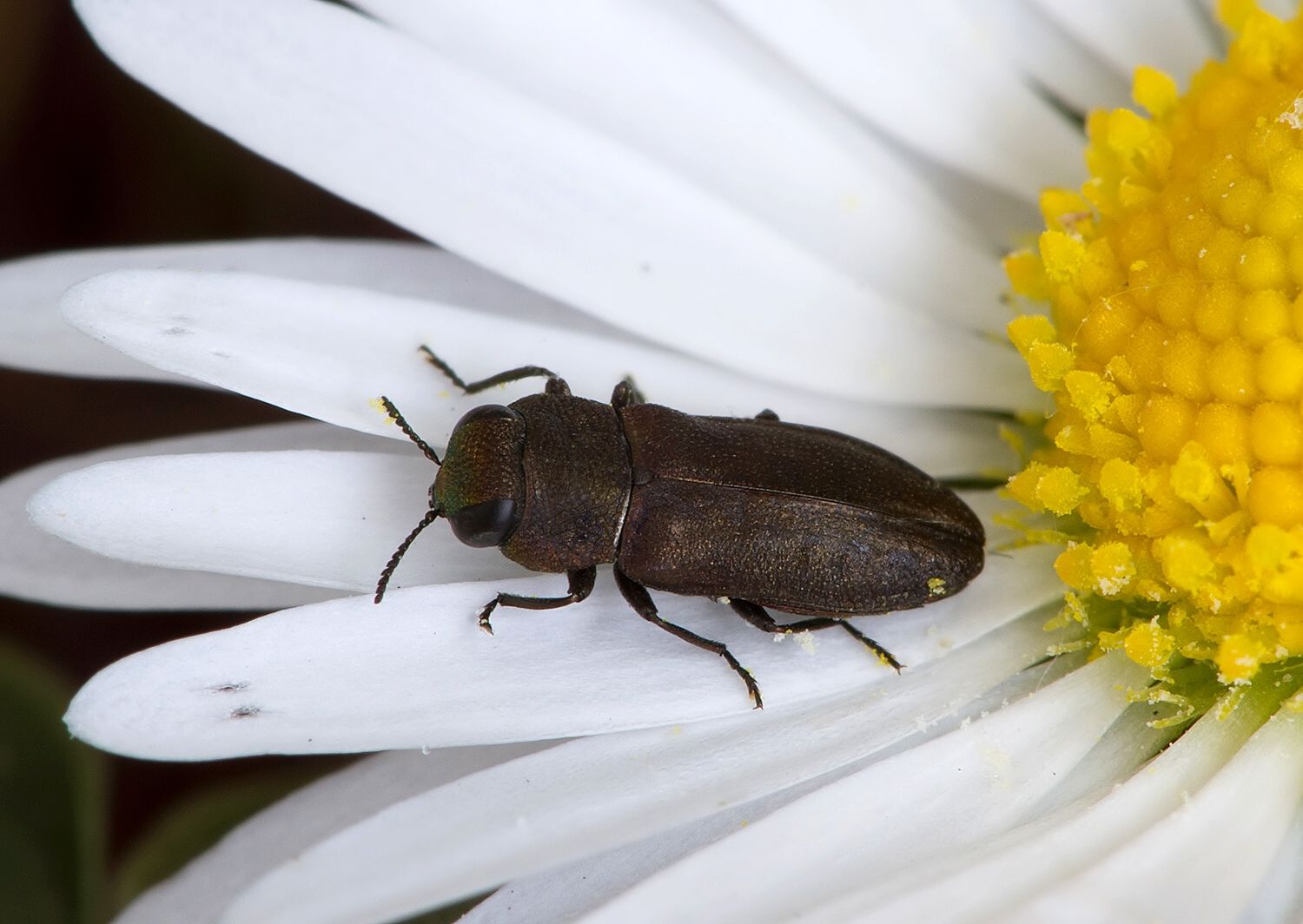 Anthaxia chevrieri