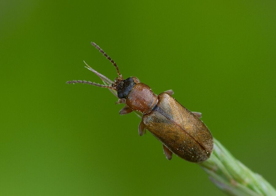 Orsodacne lineola