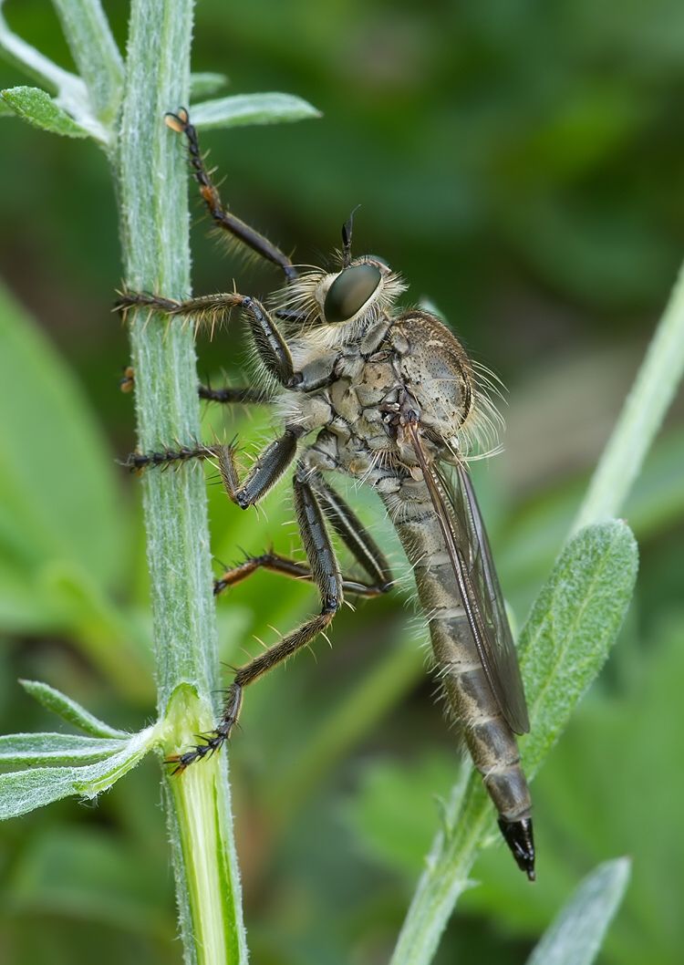 Tolmerus atripes
