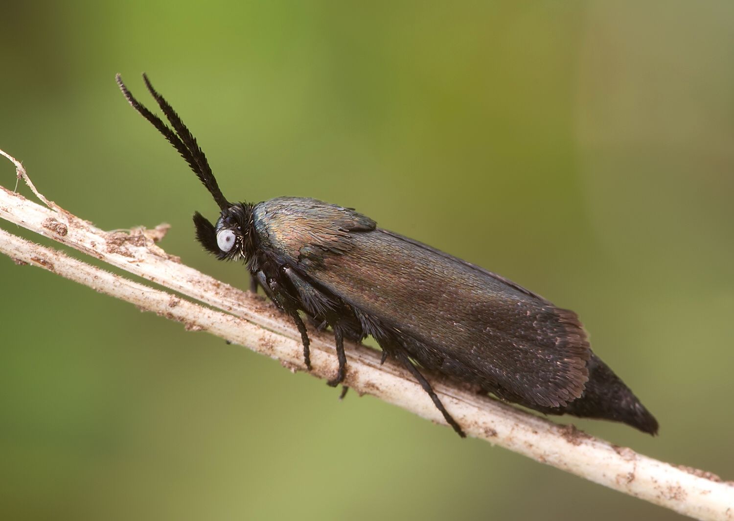 Brachodes appendiculata