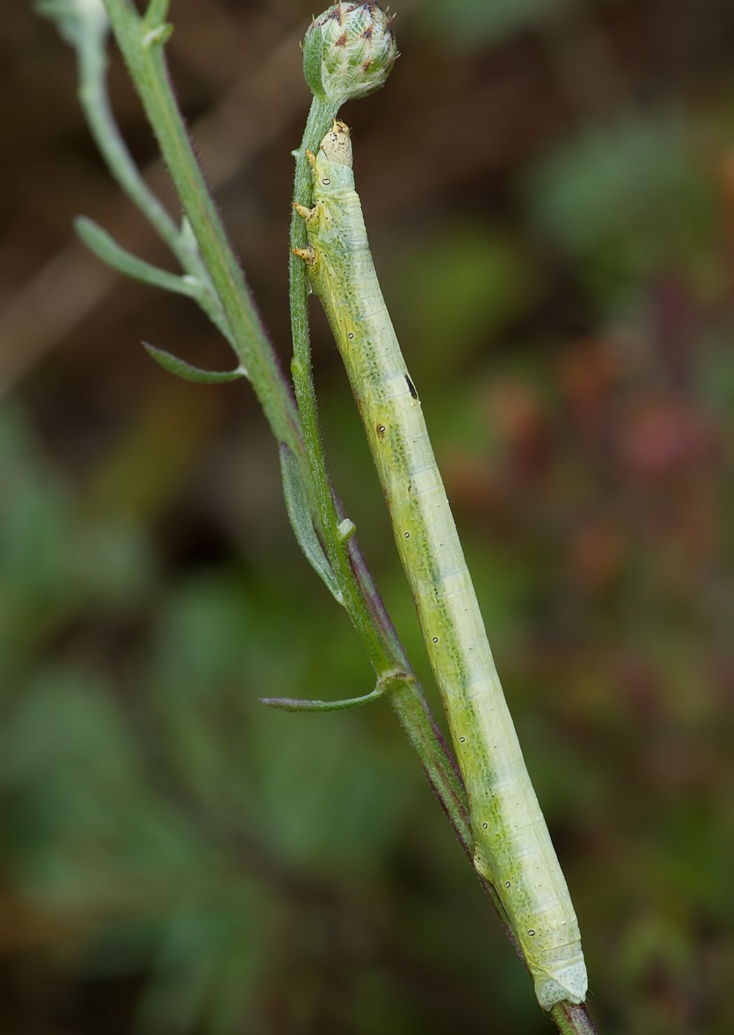Ascotis selenaria