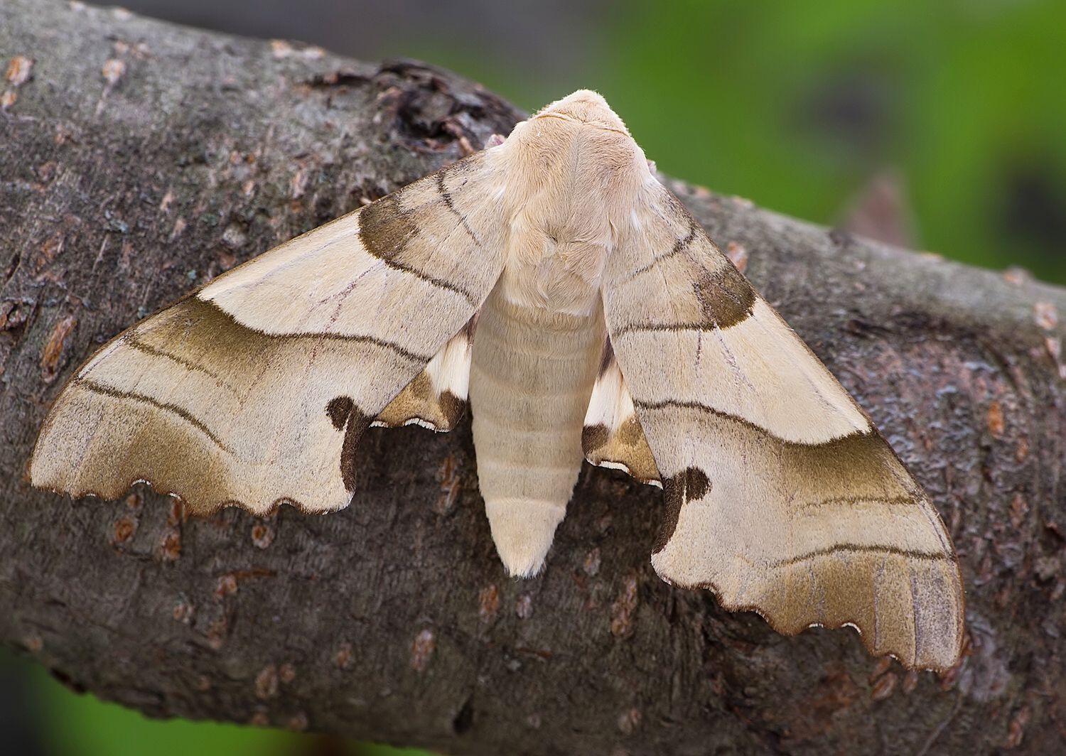 Marumba quercus