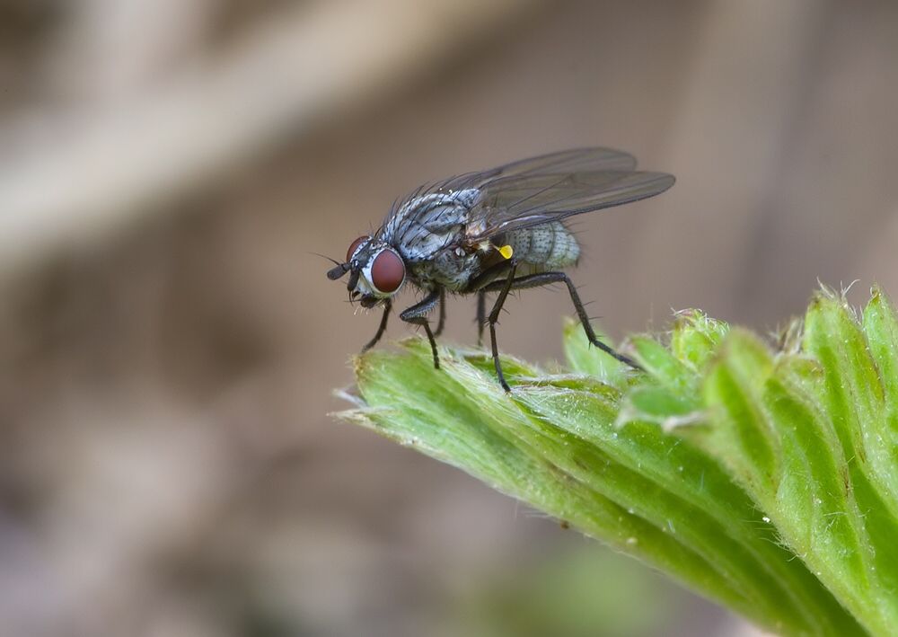 Fannia fuscula