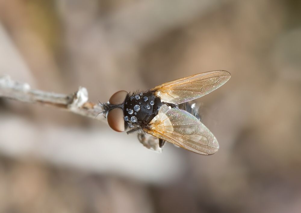 Phasia barbifrons