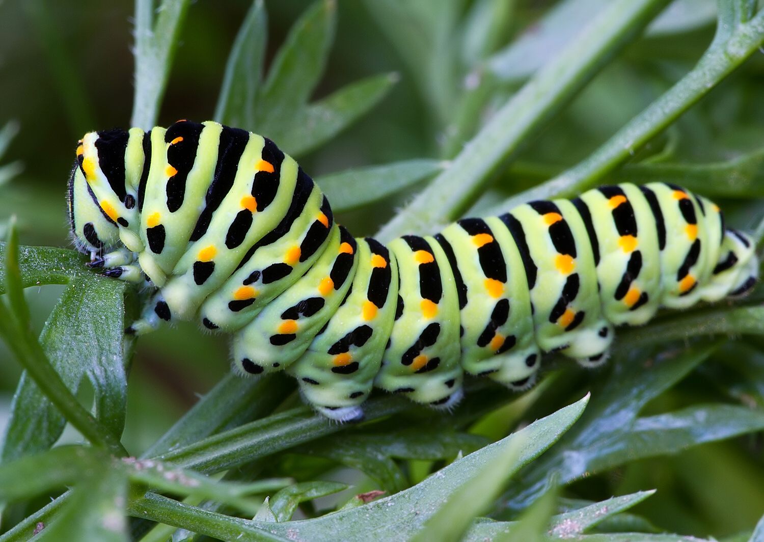 Papilio machaon