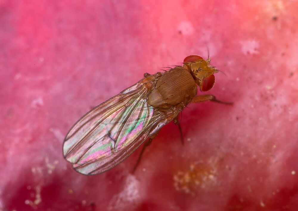 Drosophila melanogaster