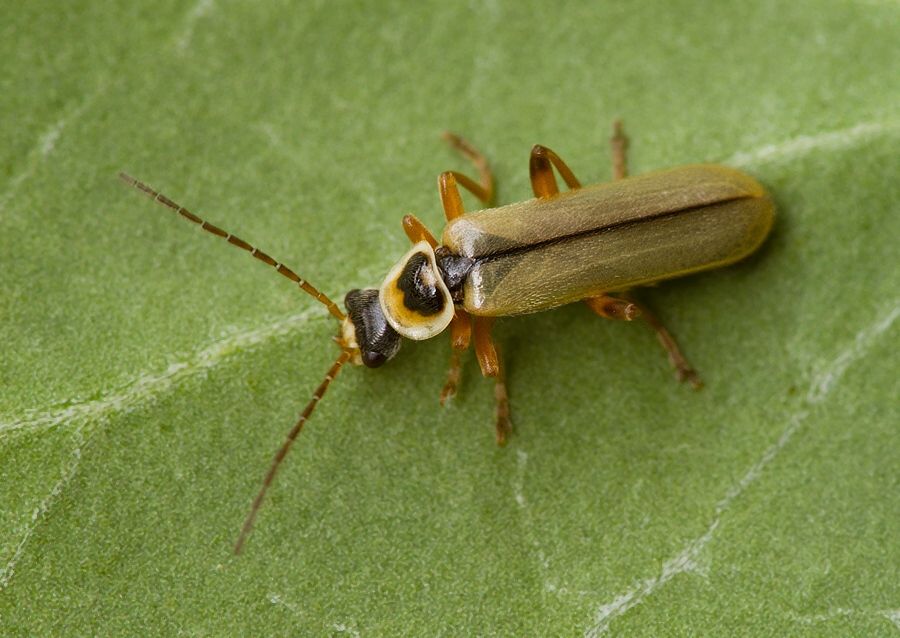 Metacantharis clypeata