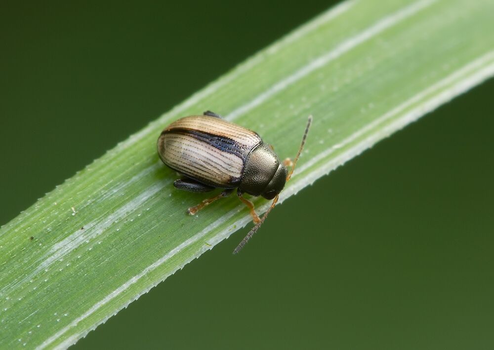 Chaetocnema conducta