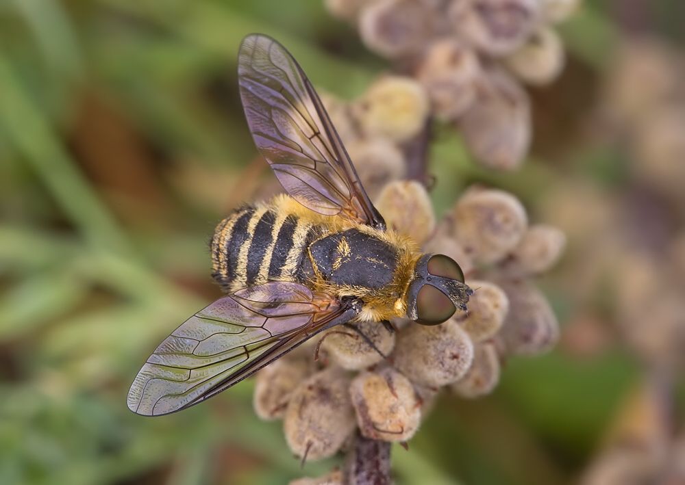 Villa cingulata