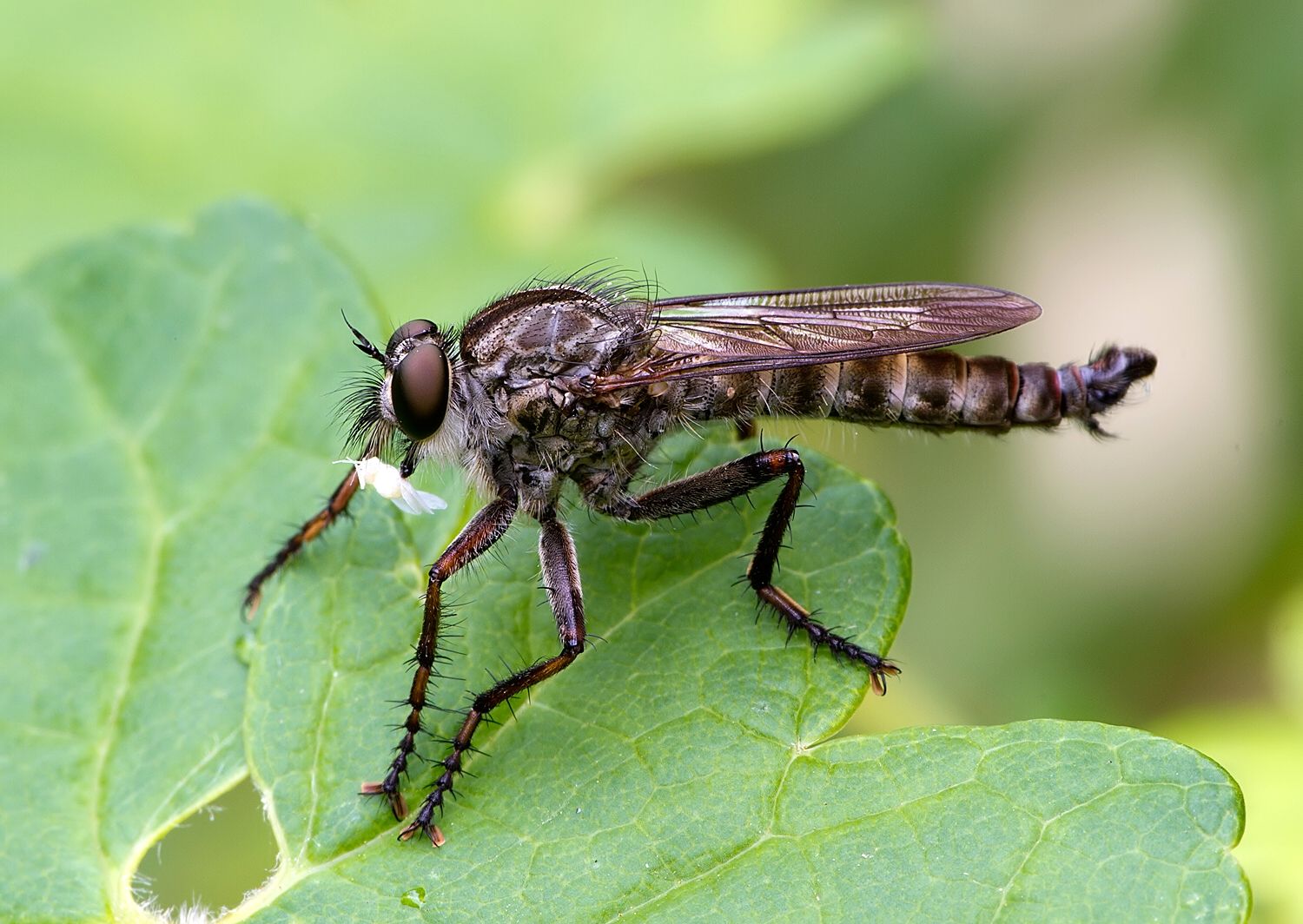 Tolmerus atricapillus