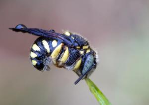 Anthidiellum strigatum