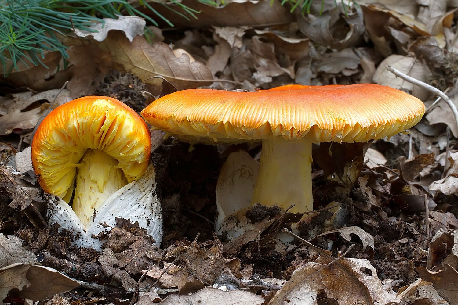 Amanita caesarea
