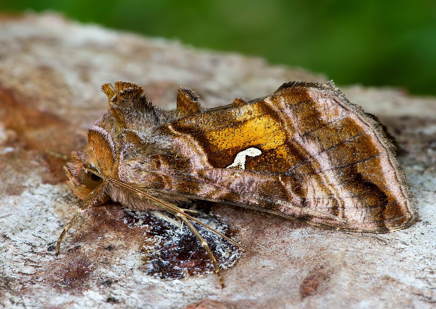 Autographa pulchrina