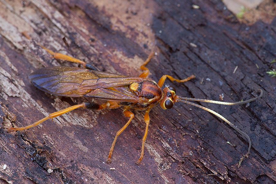 Lymantrichneumon disparis