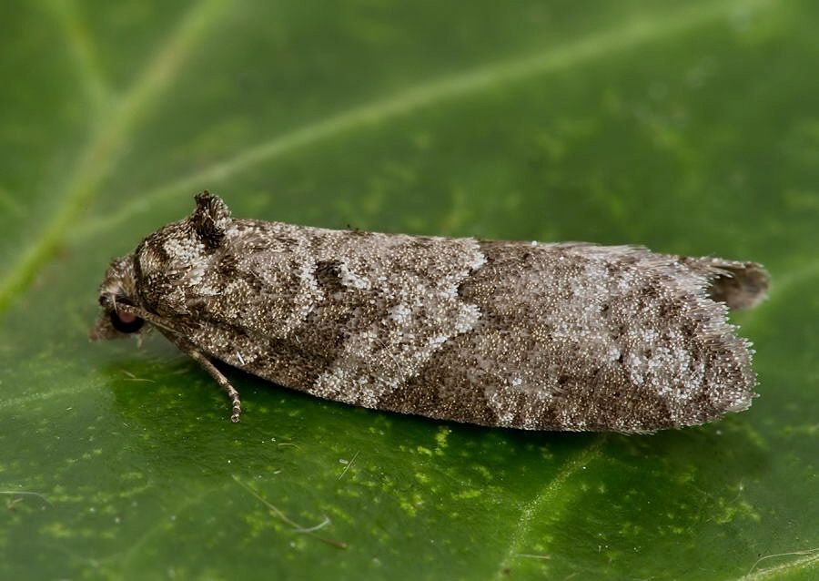 Cnephasia incertana