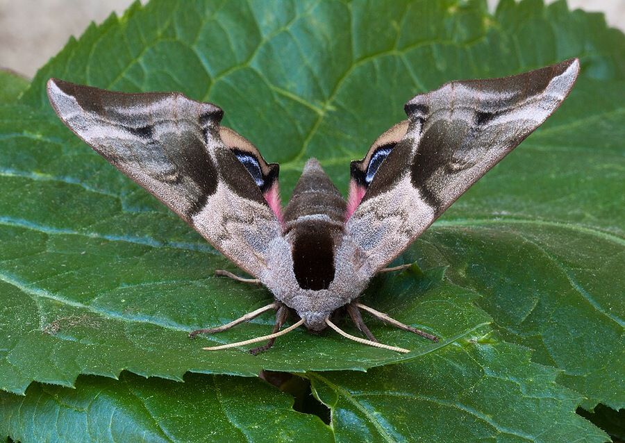 Smerinthus ocellatus