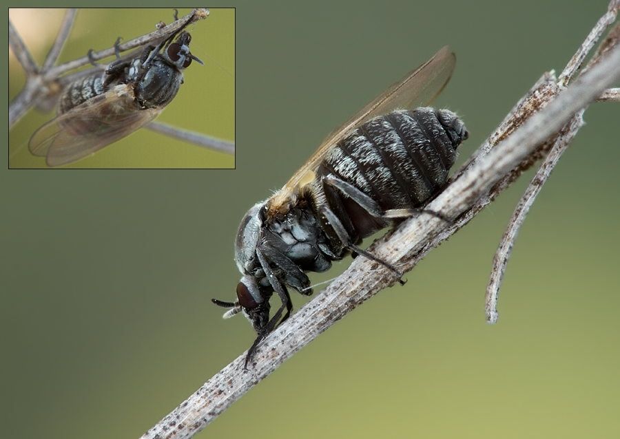 Simulium equinum