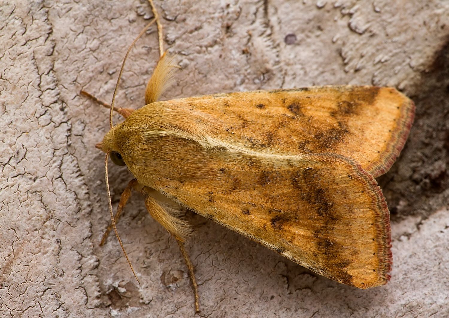 Helicoverpa armigera