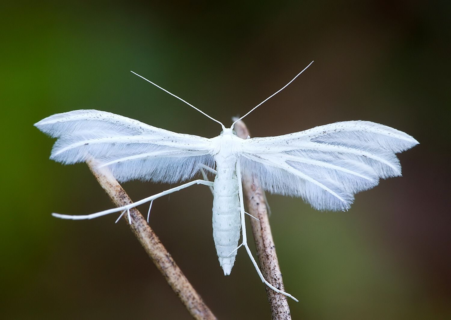 Pterophorus pentadactyla