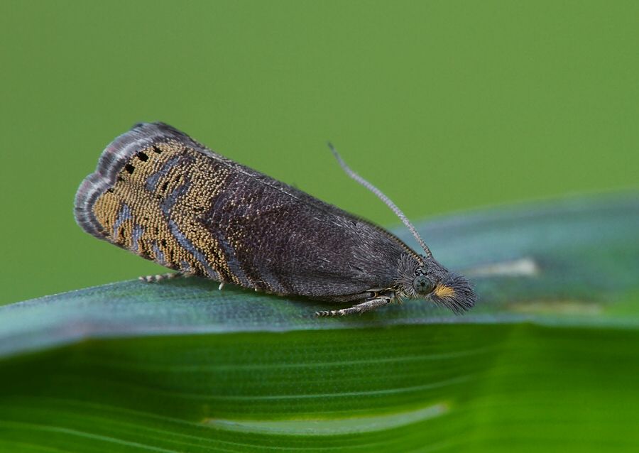 Dichrorampha plumbana