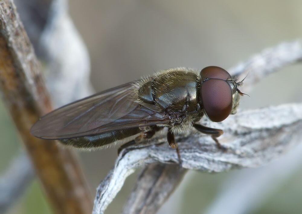Cheilosia barbata