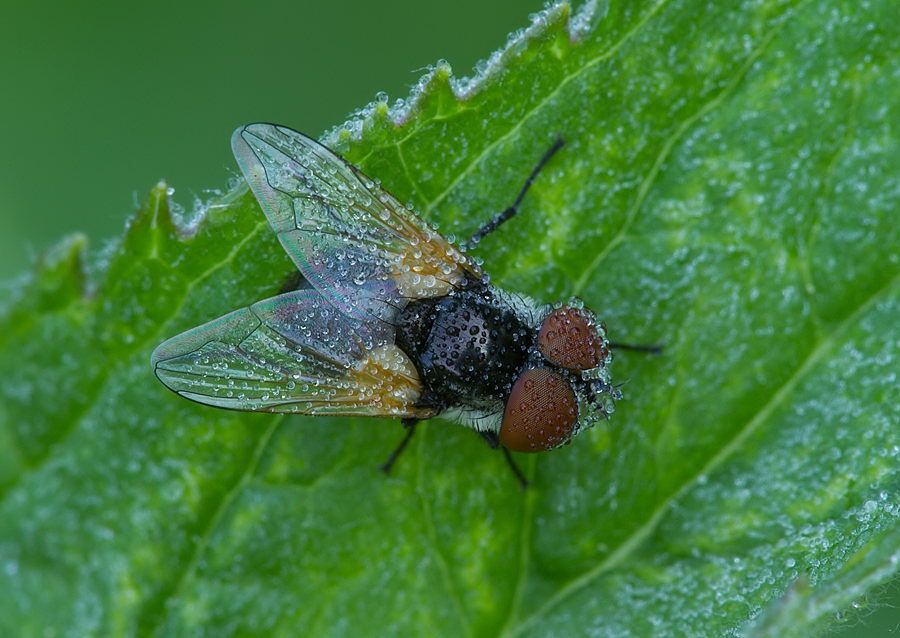 Elomya lateralis