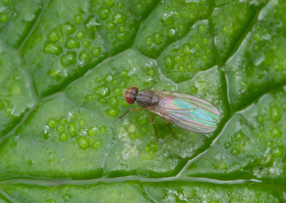 Scaptomyza pallida