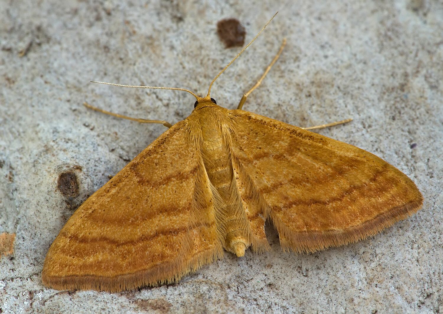 Scopula rubiginata