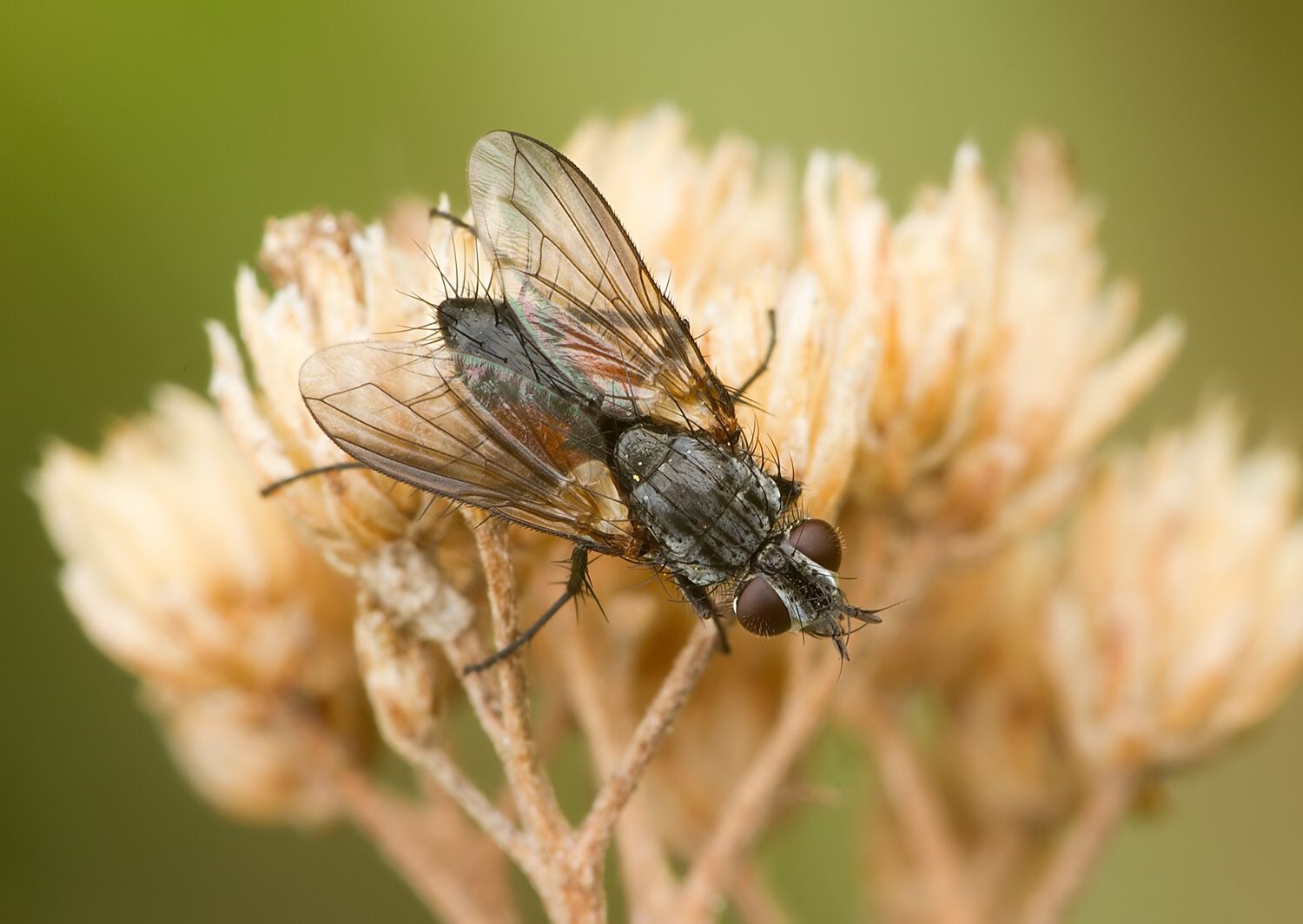 Eriothrix rufomaculatus