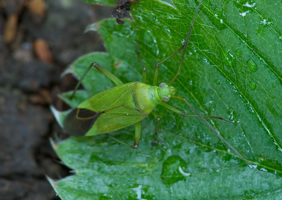 Calocoris affinis