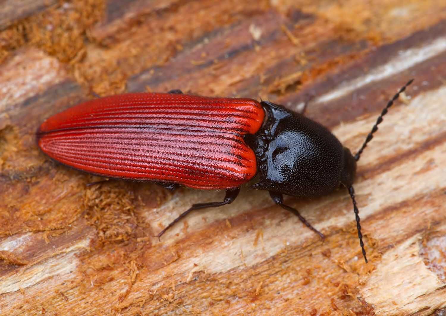 Ampedus sanguineus