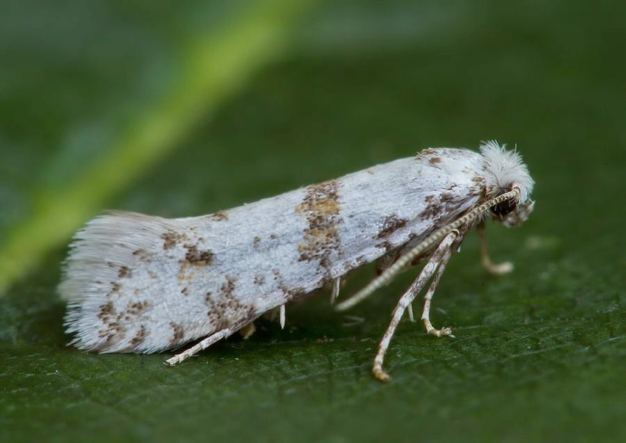 Scythropia crataegella