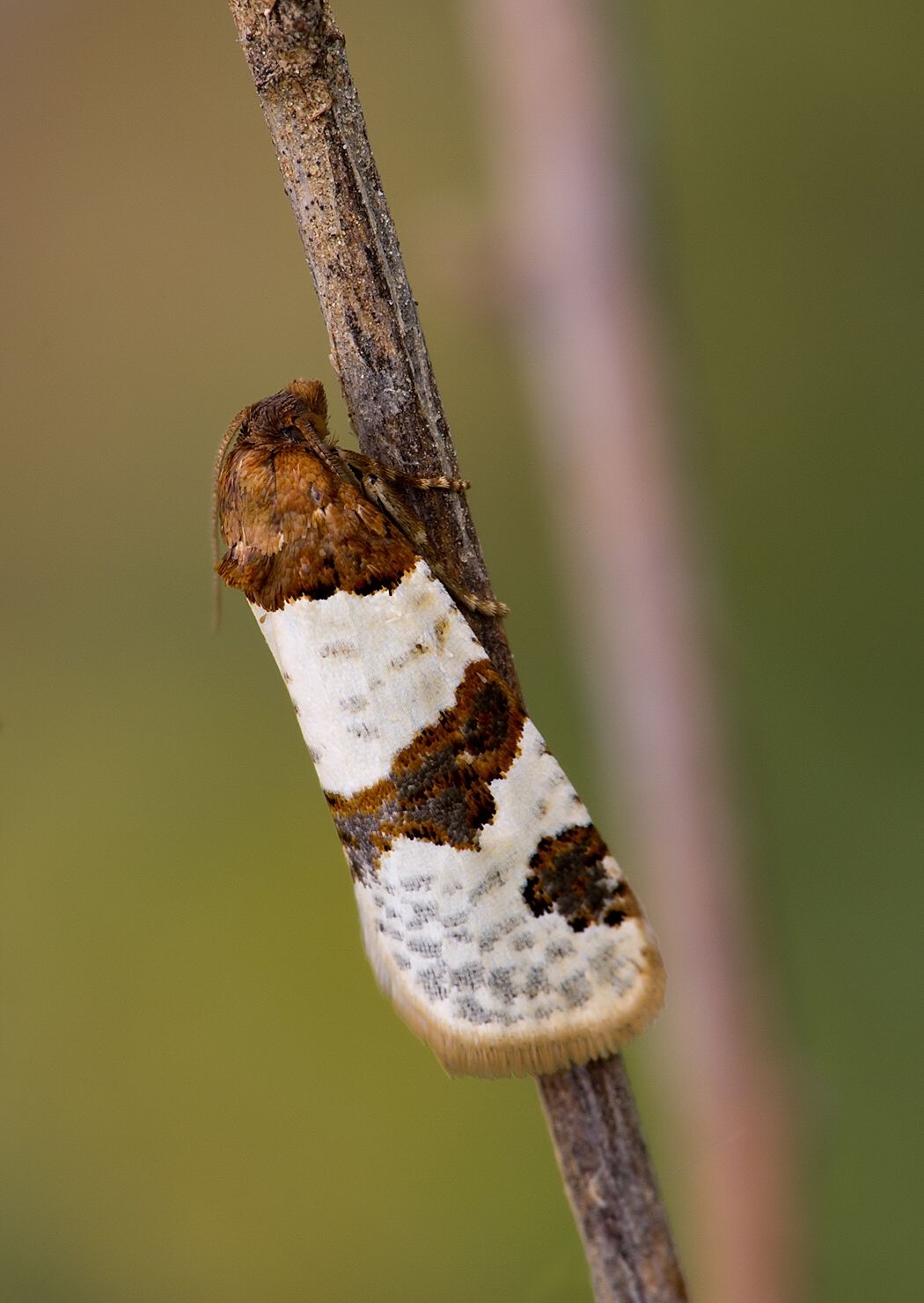 Periclepsis cinctana