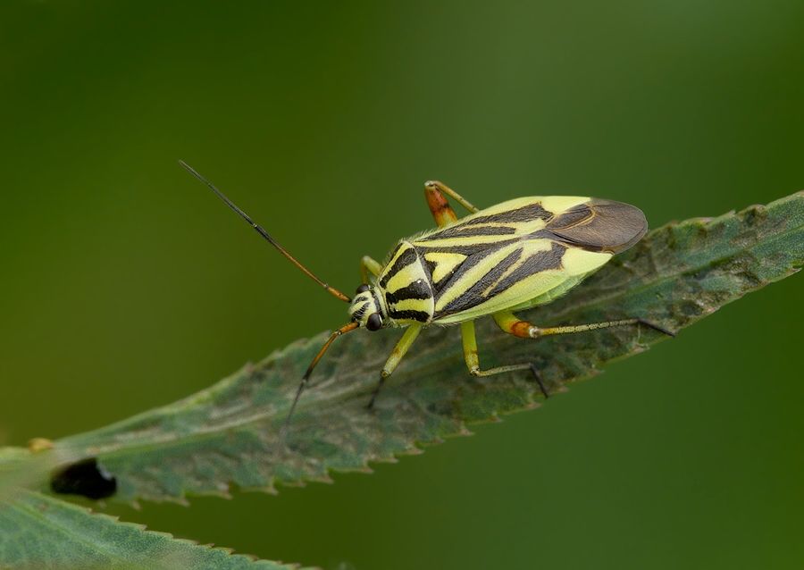 Brachycoleus decolor