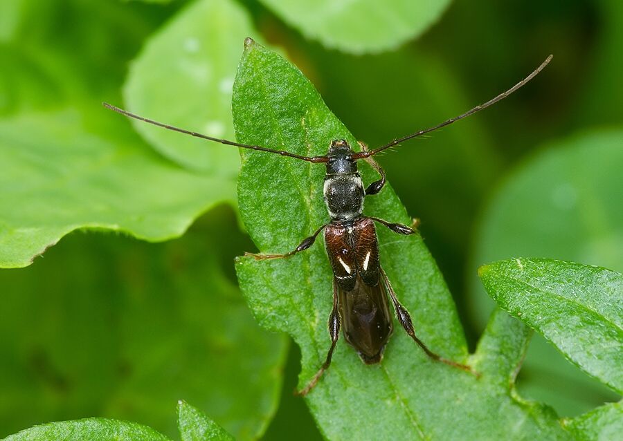 Molorchus minor