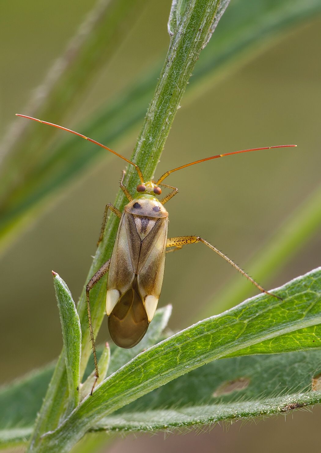 Adelphocoris lineolatus