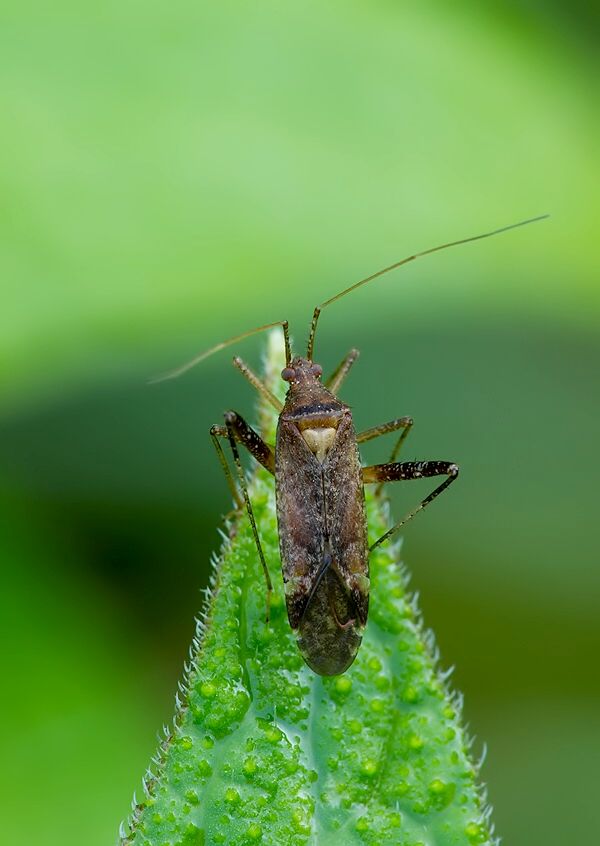 Phytocoris ulmi