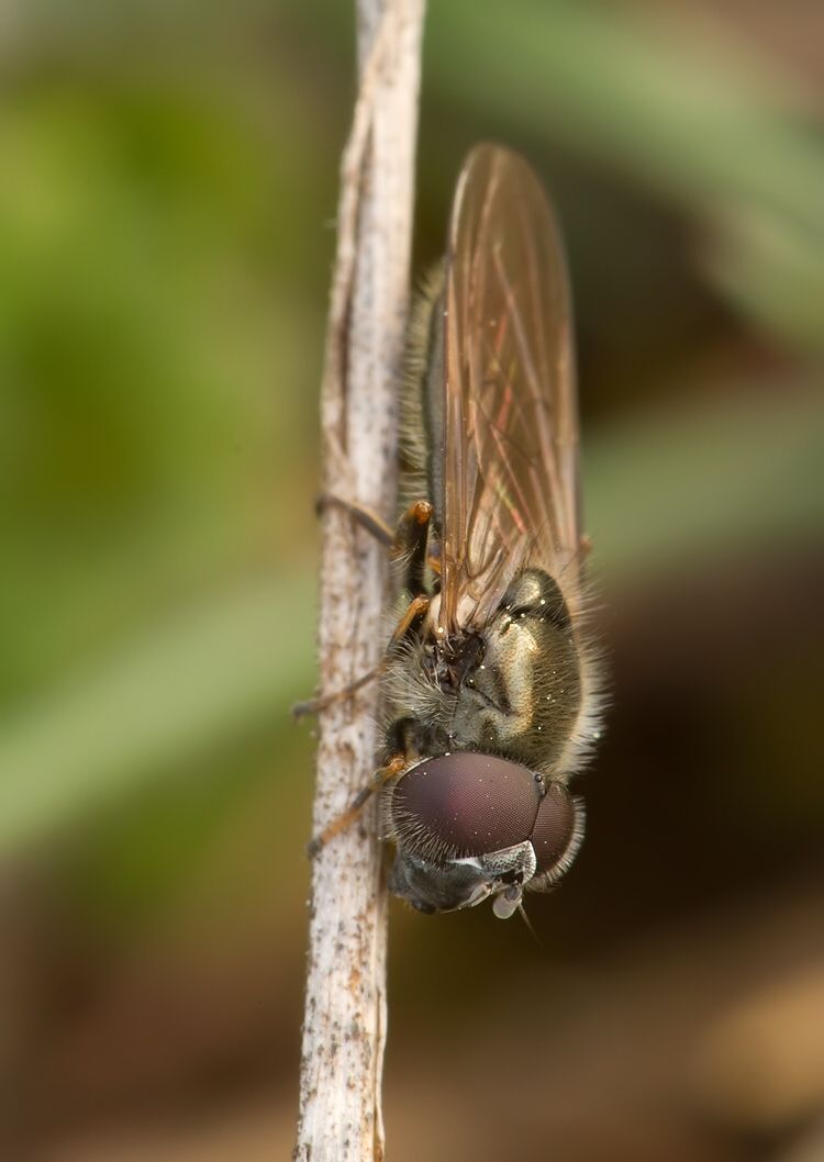 Cheilosia mutabilis