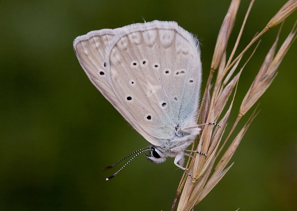 Polyommatus daphnis
