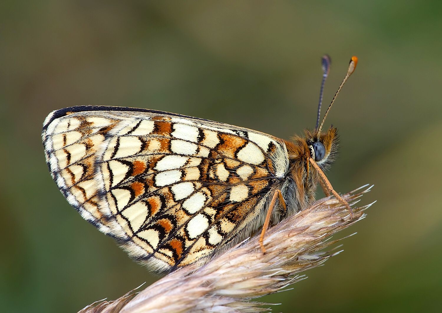 Melitaea aurelia