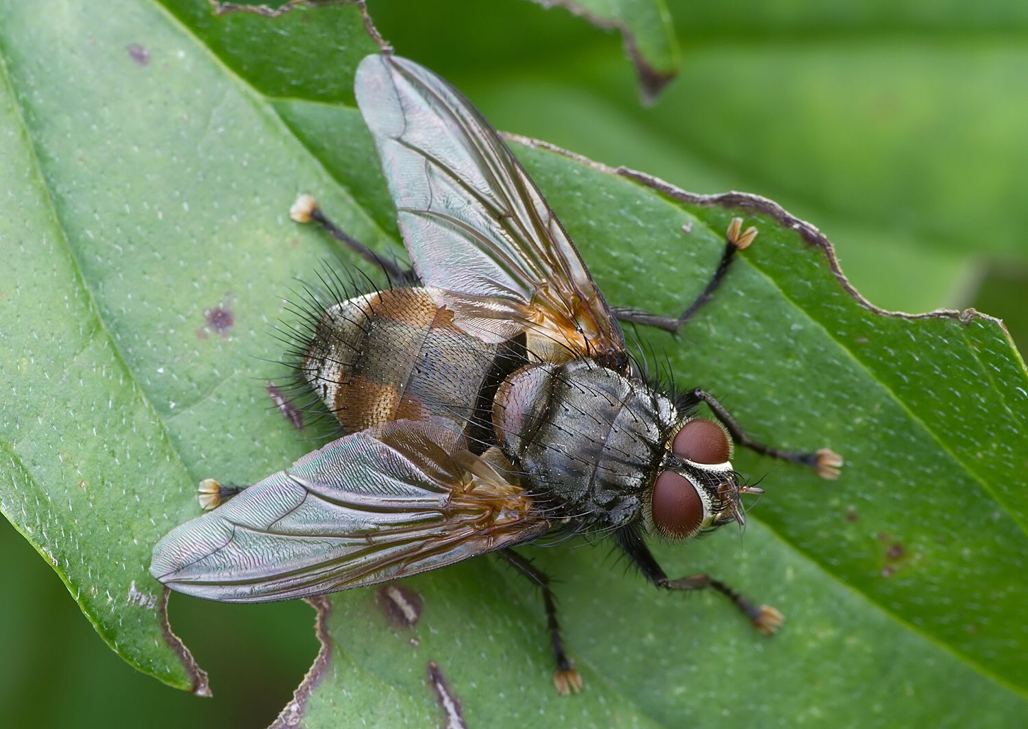 Nemoraea pellucida