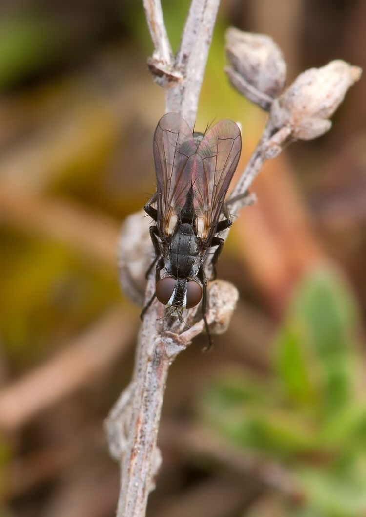 Cylindromyia pusilla