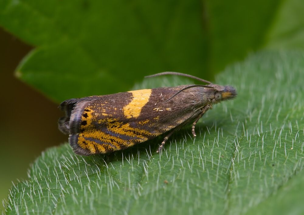 Dichrorampha petiverella