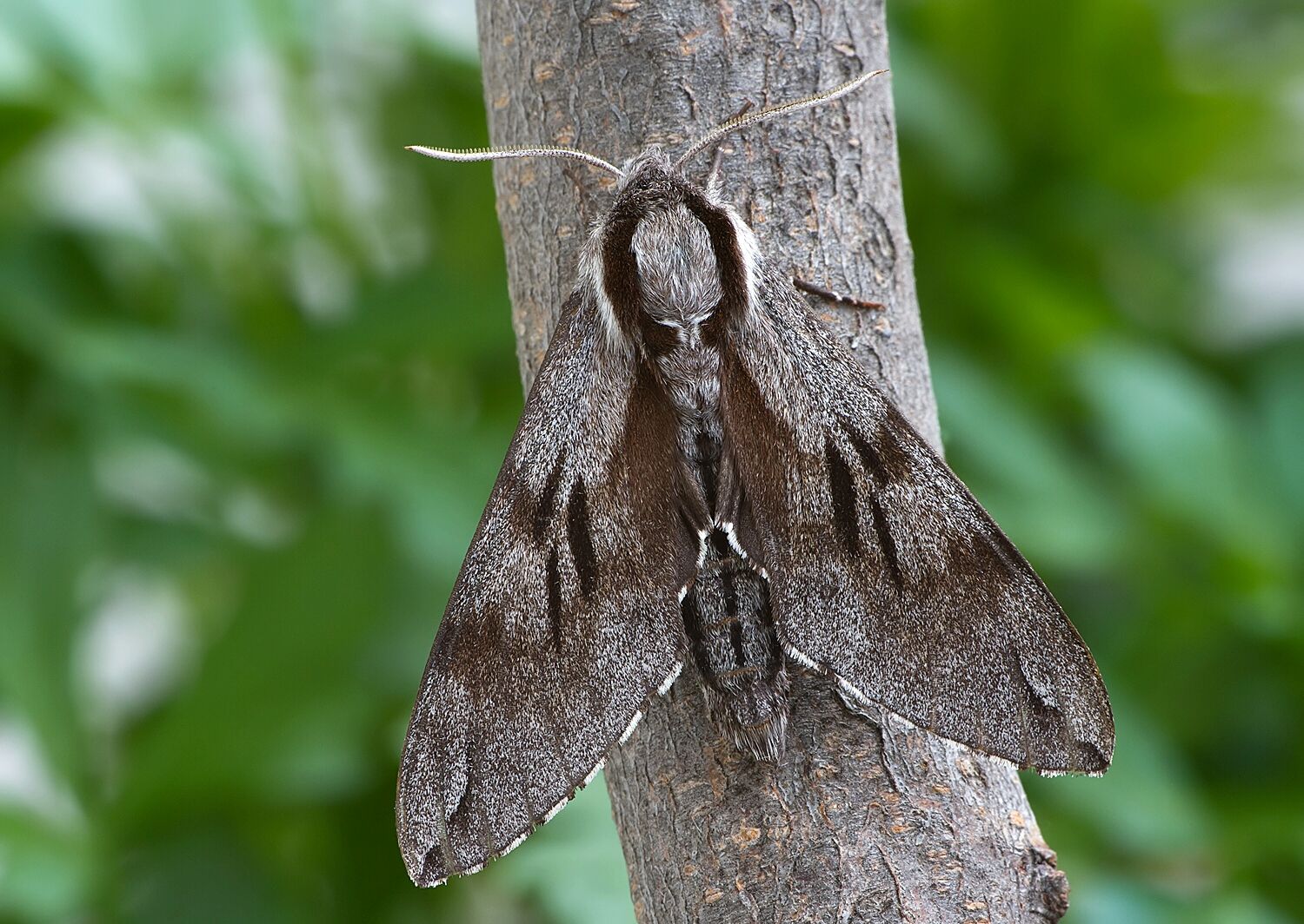 Sphinx pinastri