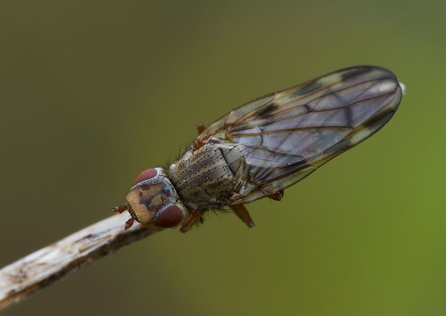 Melieria picta