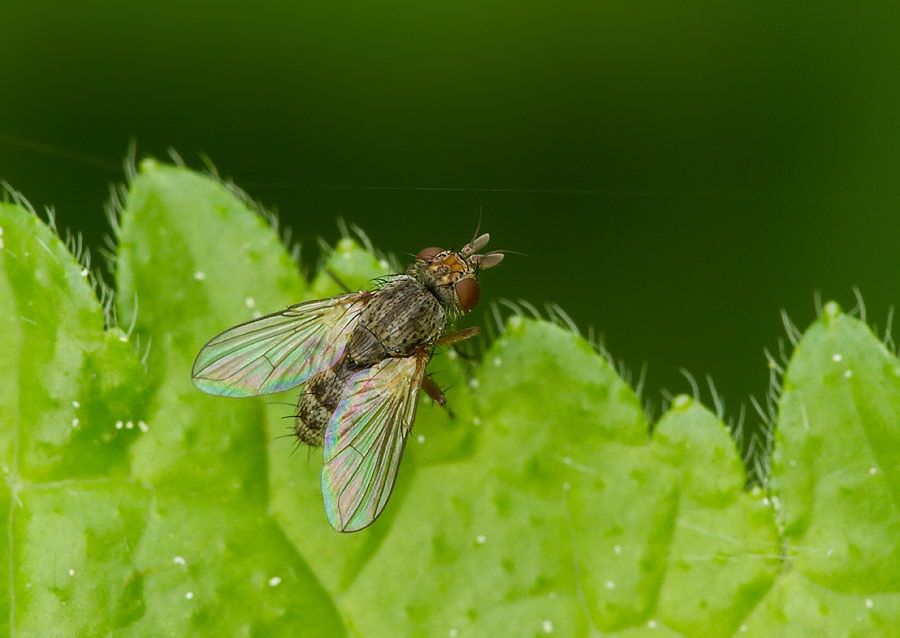 Siphona flavifrons