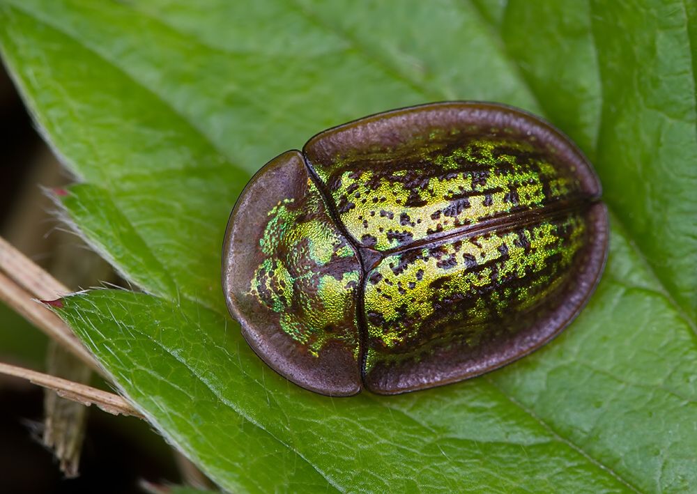 Cassida canaliculata