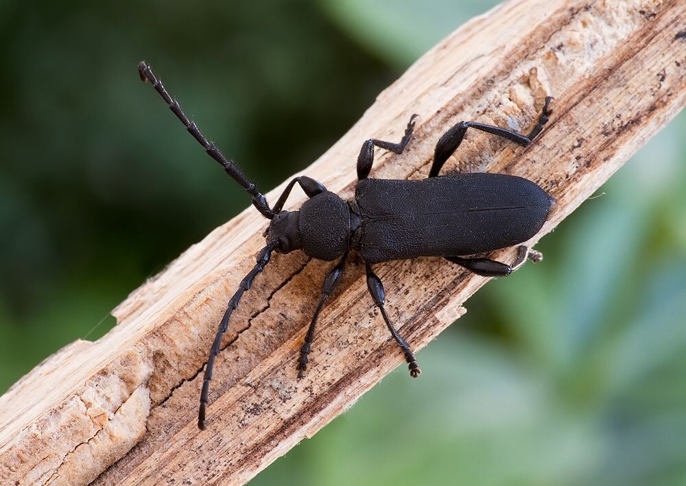 Ropalopus clavipes