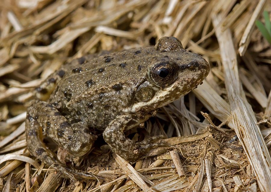 Pelophylax ridibundus